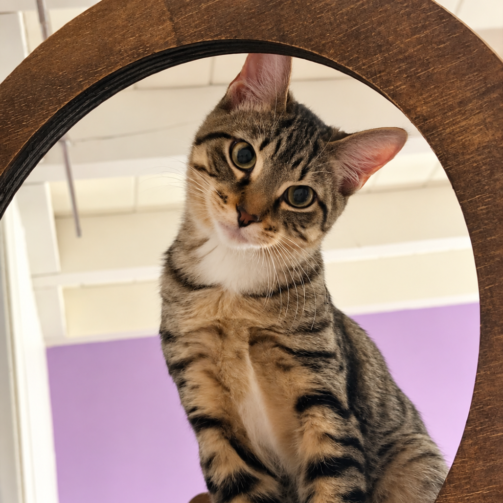 cat-3_d15c0254-8ccd-4beb-bc3e-1c988bcc5d51-removebg-preview.png