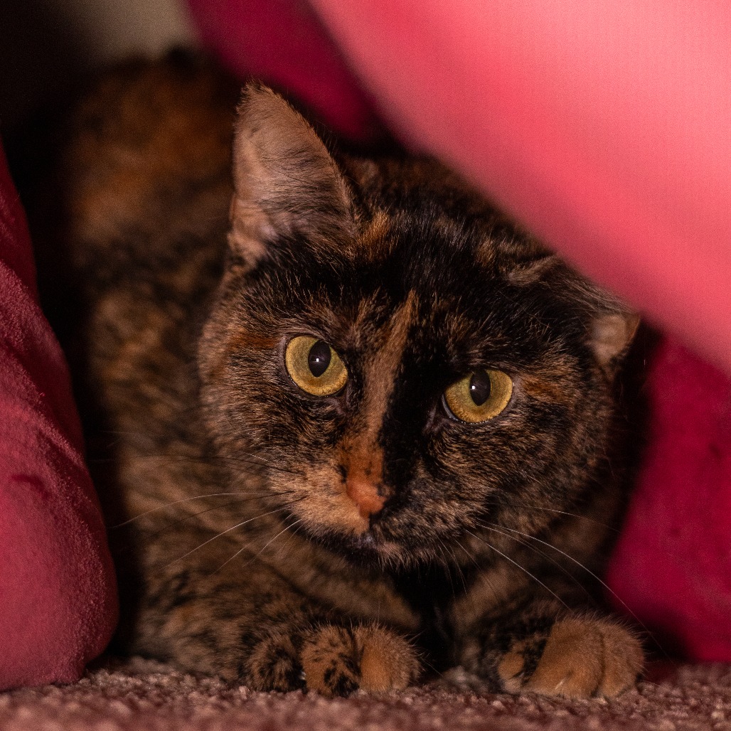 Cinnamon