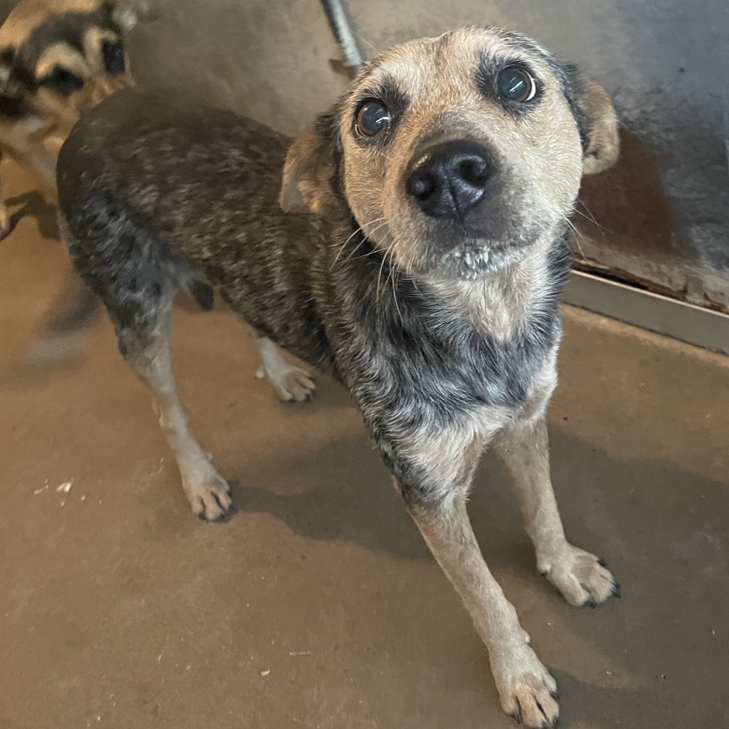 QUEEN AMIDALA - American Blue Heeler available for adoption