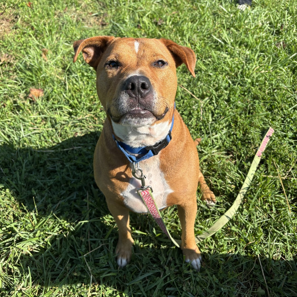 TOM - Mixed Breed (Large) available for adoption