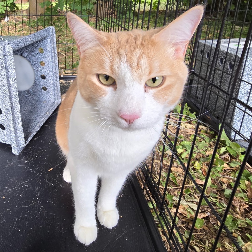 BANTUM - Domestic Shorthair available for adoption