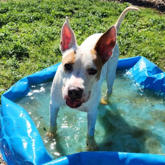 Patches photo 5