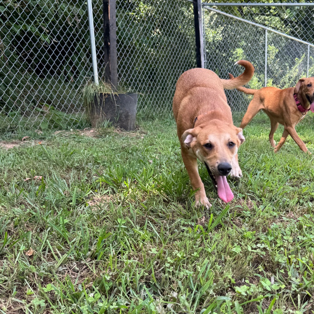 ALPHARETTA - Dottie, photo 10