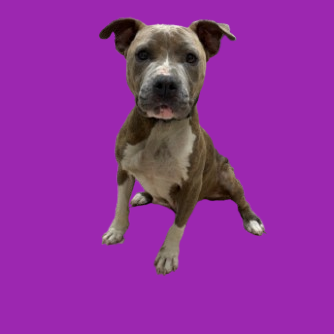 Tusc Stray 80784