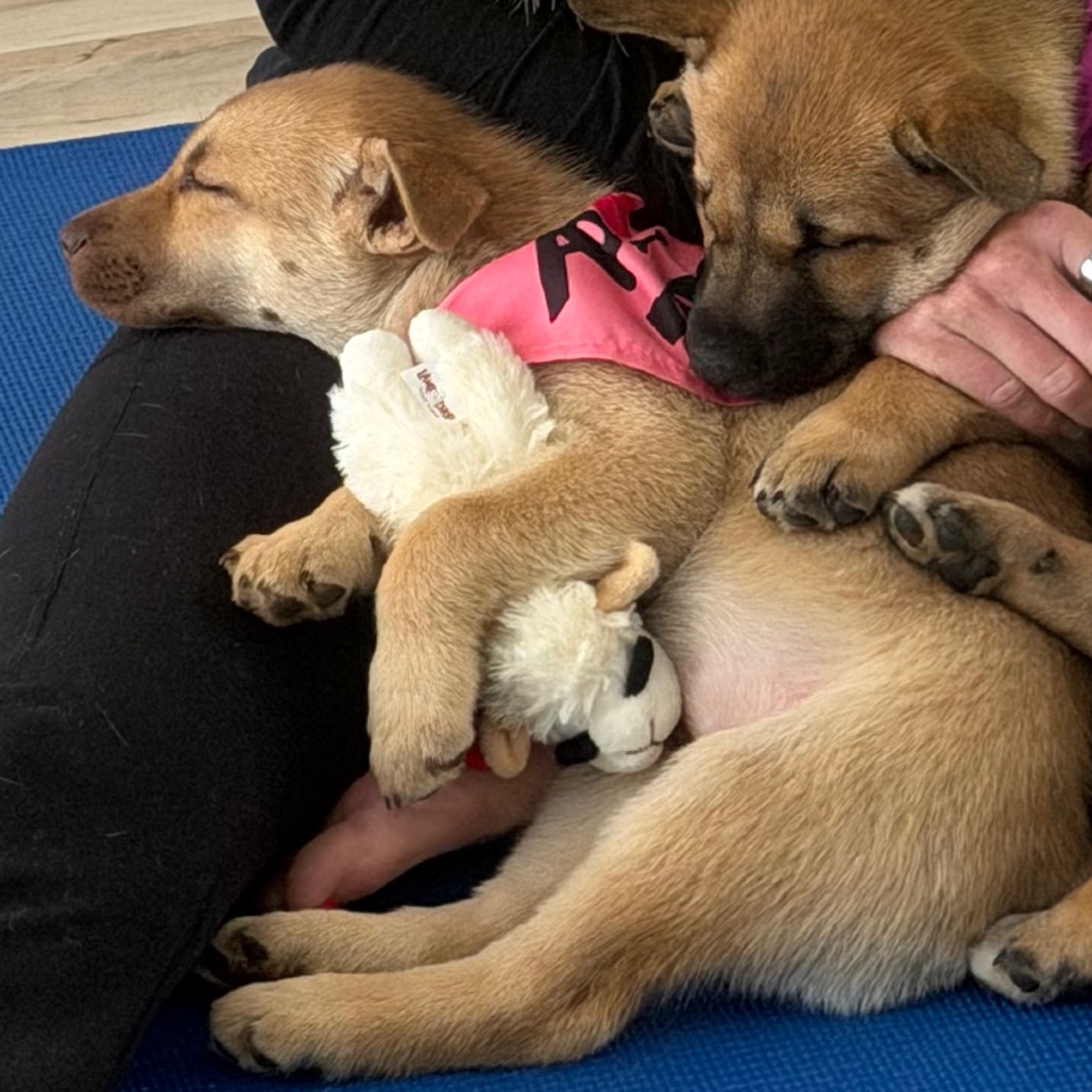 NALA - Husky / Mixed Breed (Medium) available for adoption