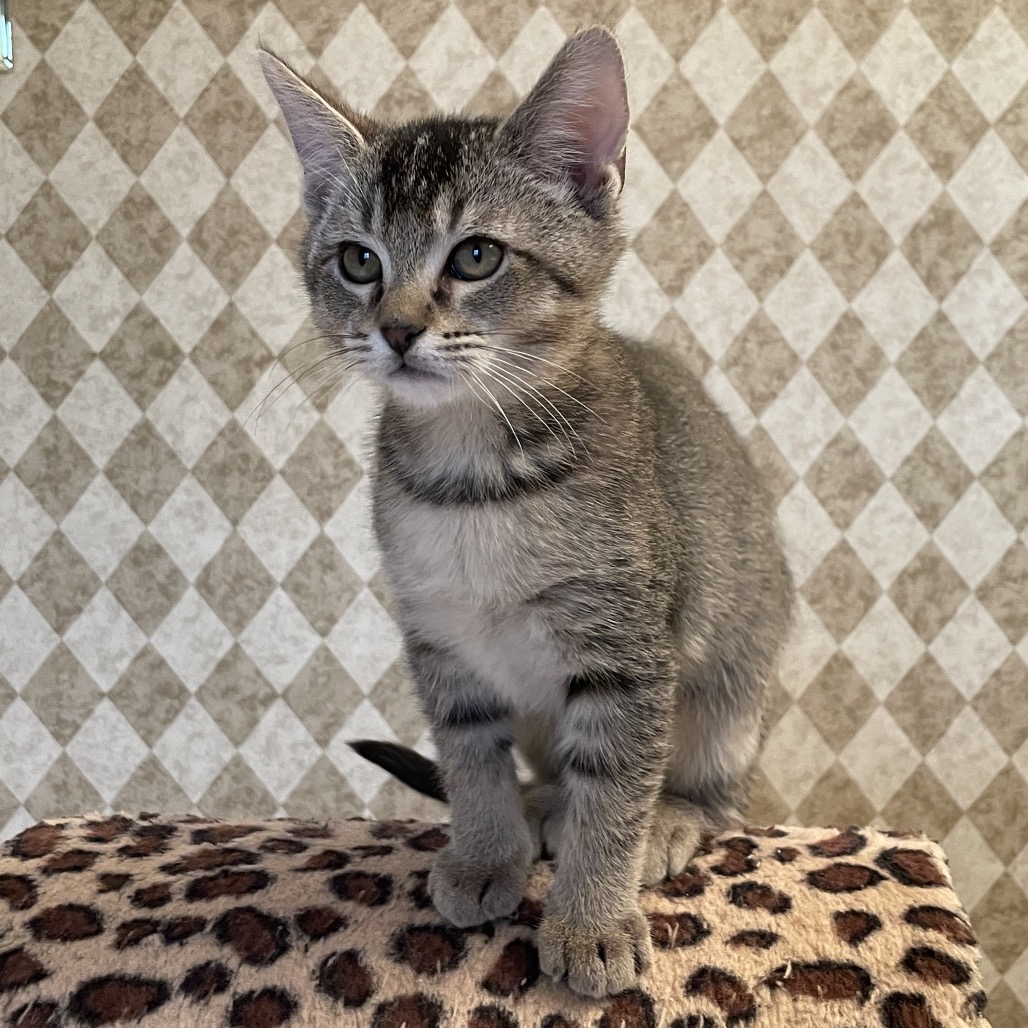 JAKE (THE DOG) - Domestic Shorthair available for adoption