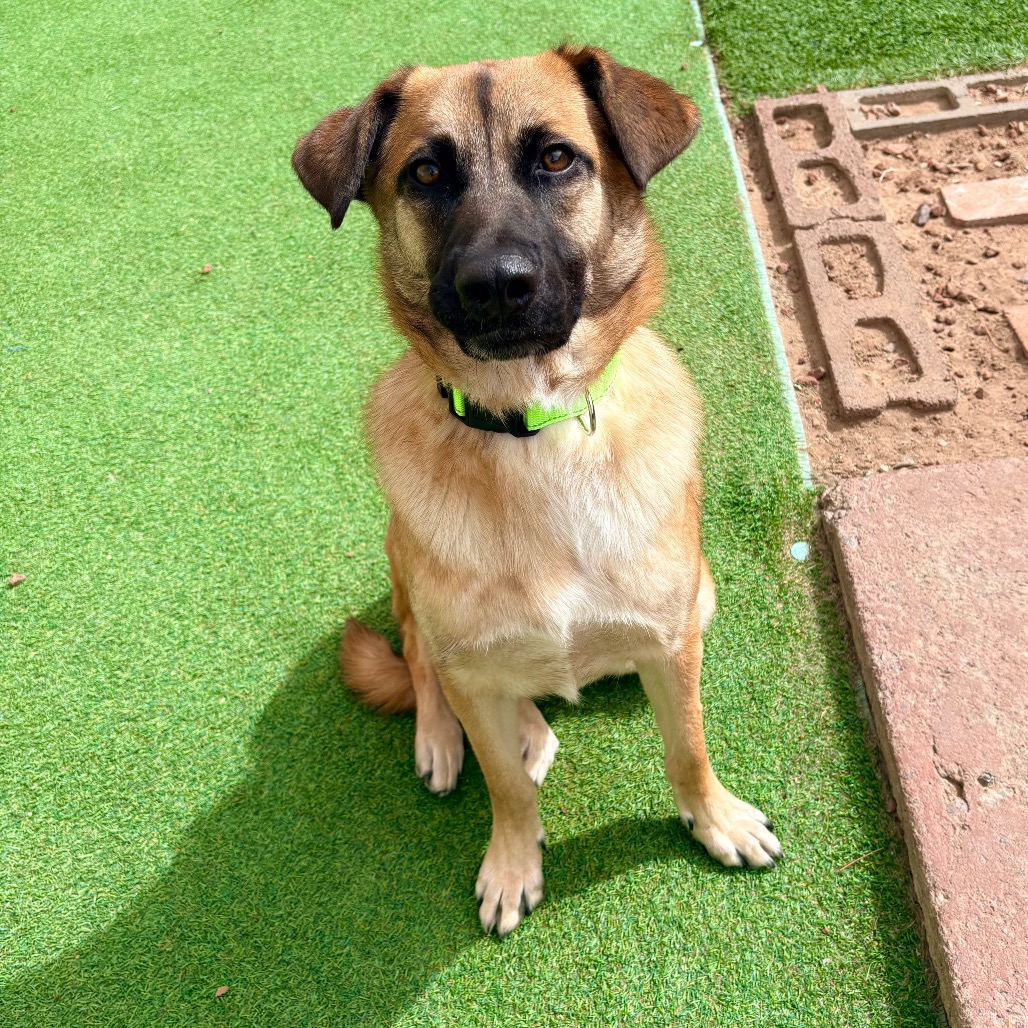 BUTTERS - PAWS - Shepherd, Belgian Malinois / Mixed Breed (Large) for adoption in Las Cruces