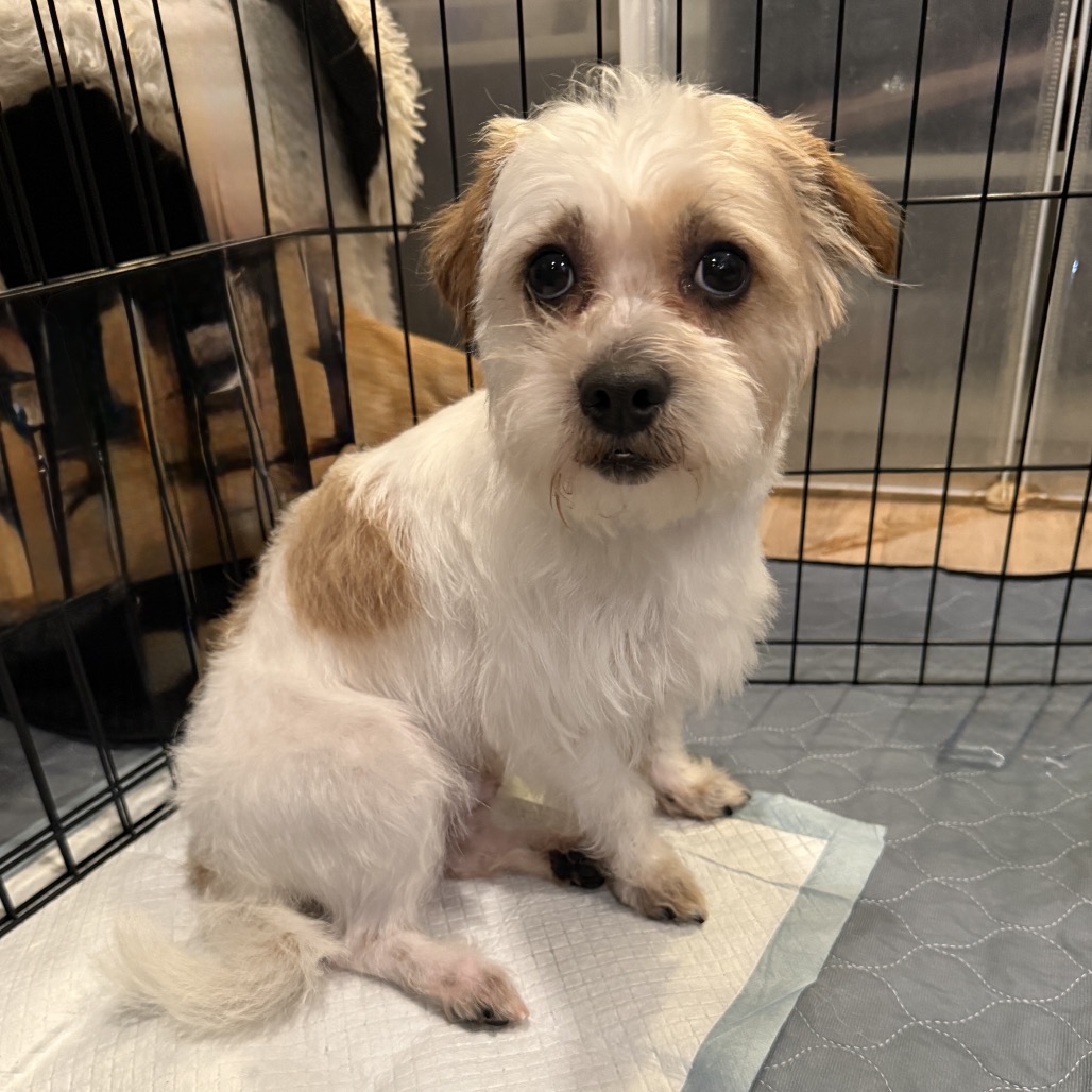 LUCAS AKA OTTO - Terrier, Border / Terrier, Norfolk for adoption in Silver Spring