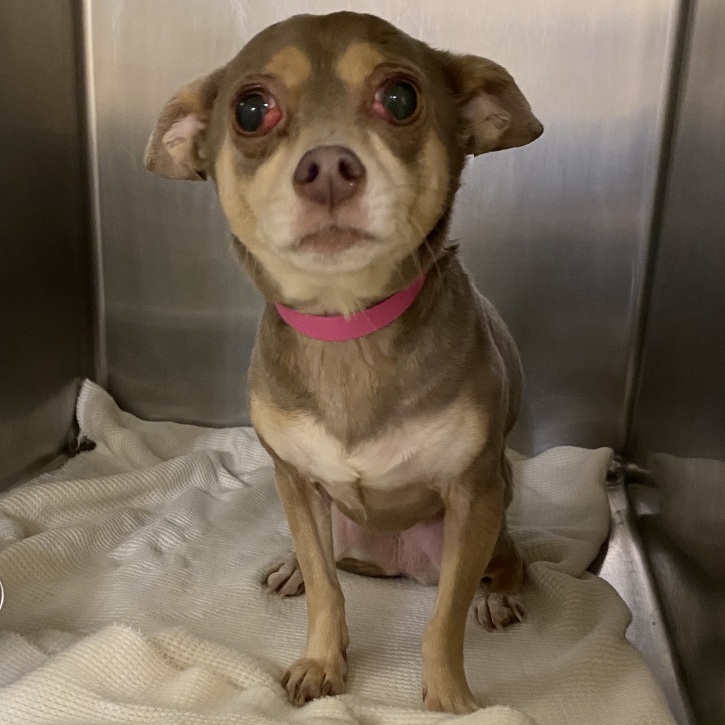 Loki — thumbnail 4