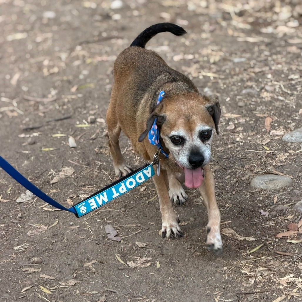 Puggle, photo 6