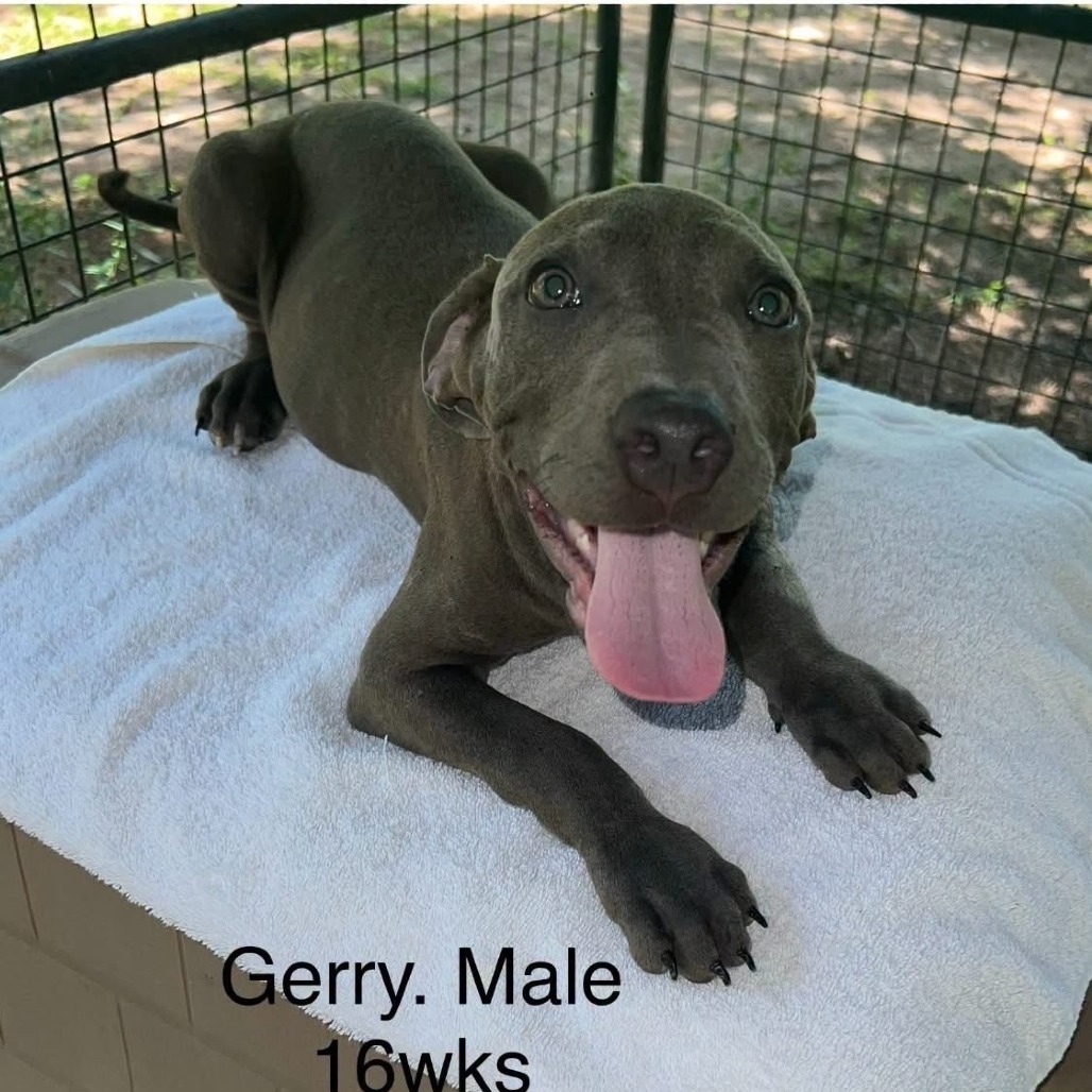 GERRY - Terrier / Pit Bull available for adoption