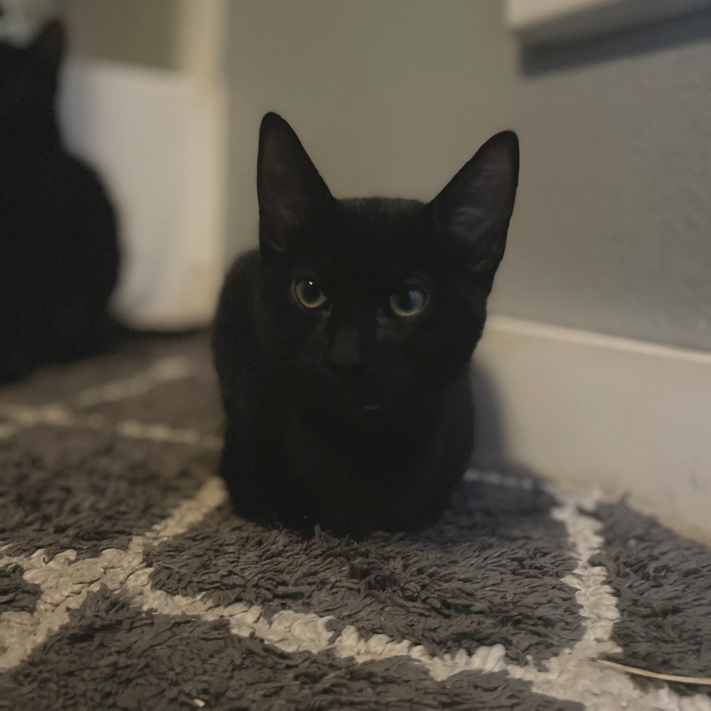 CAM - Domestic Medium Hair for adoption in Gresham