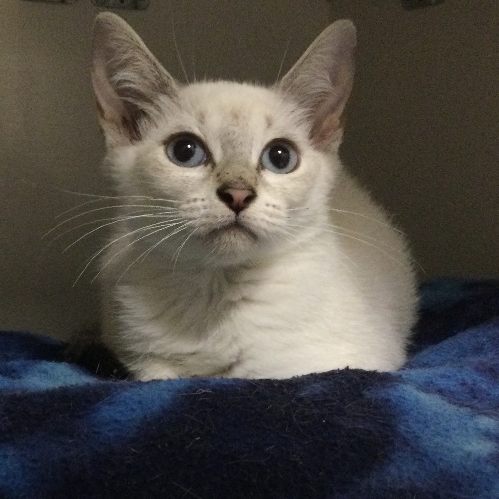 Quinones (blue collar) - Domestic Shorthair