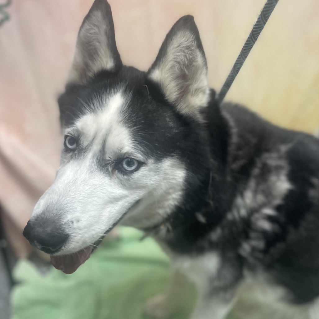 Rocky — thumbnail 3