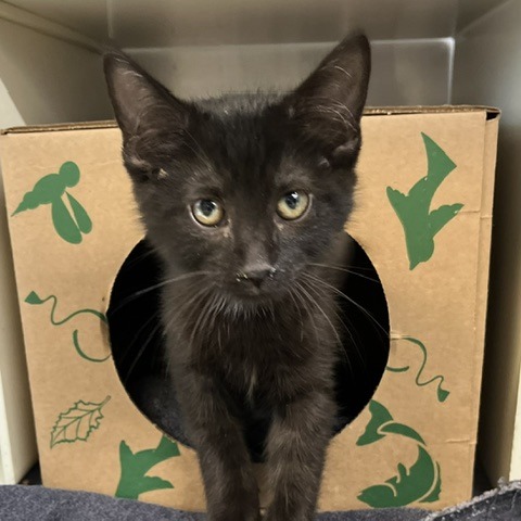 ARCHAEA - Domestic Shorthair available for adoption