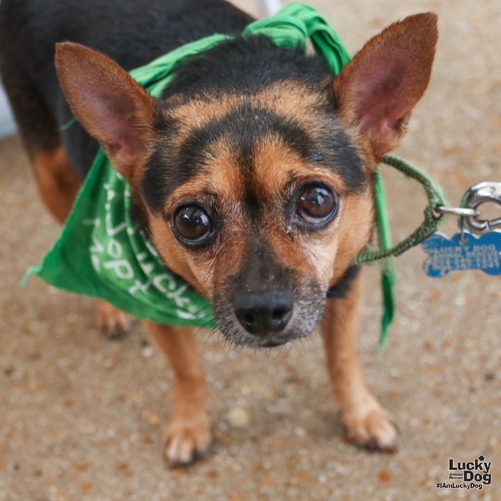 NUGGET - Mixed Breed (Small) available for adoption