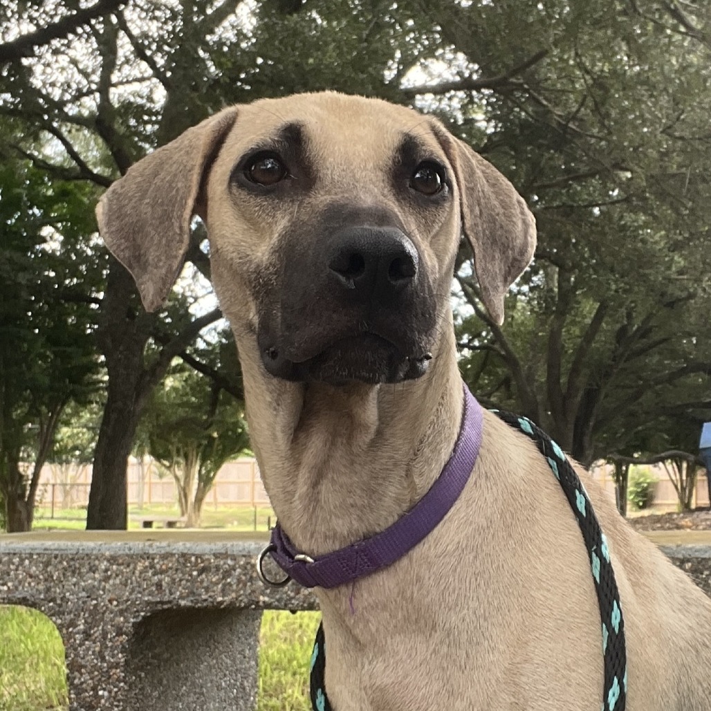 SCRAPPY - Black Mouth Cur / Mix available for adoption