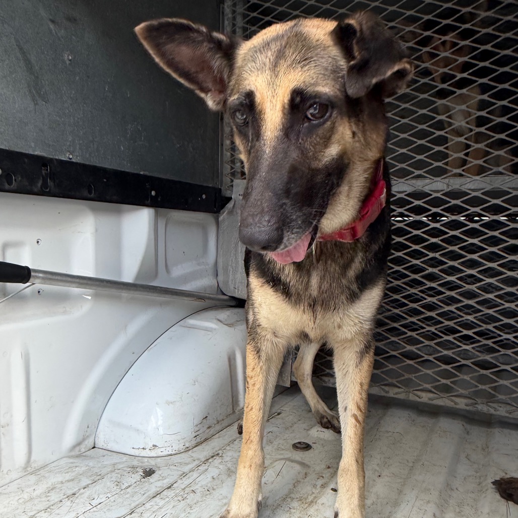 MATILDA - Shepherd / German available for adoption