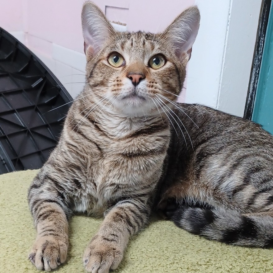 Close-up photo of Taco