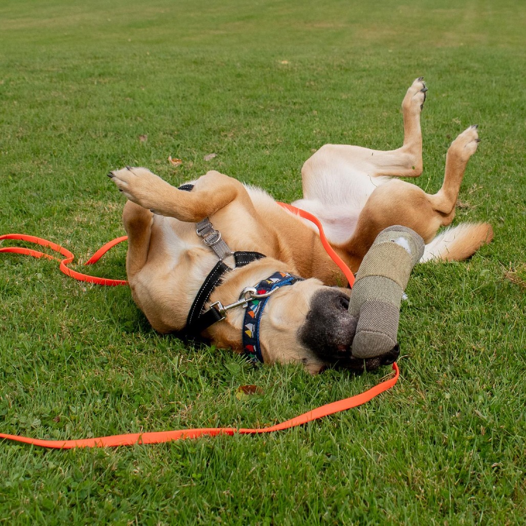 Goofy, photo 16