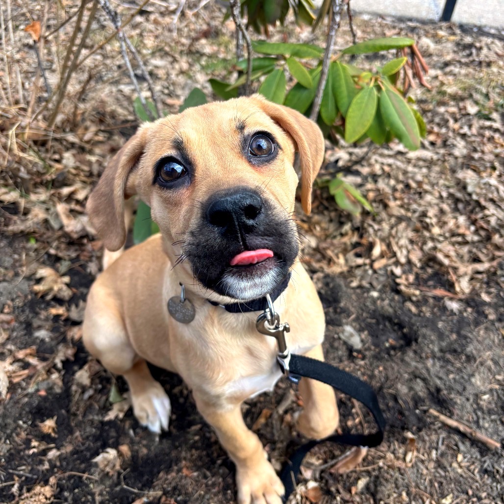 Ruby — thumbnail 3