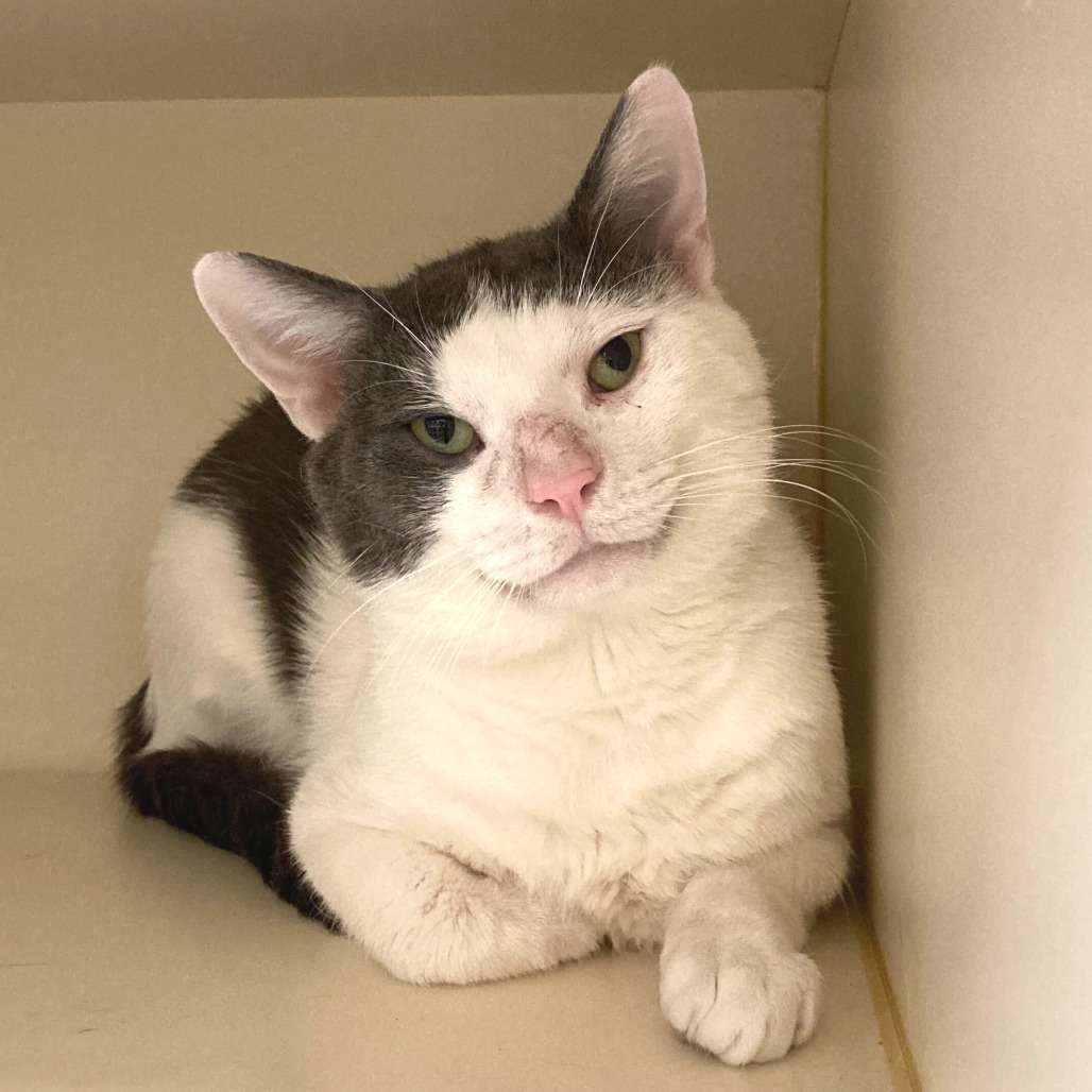 DOLPHIN - Domestic Shorthair available for adoption