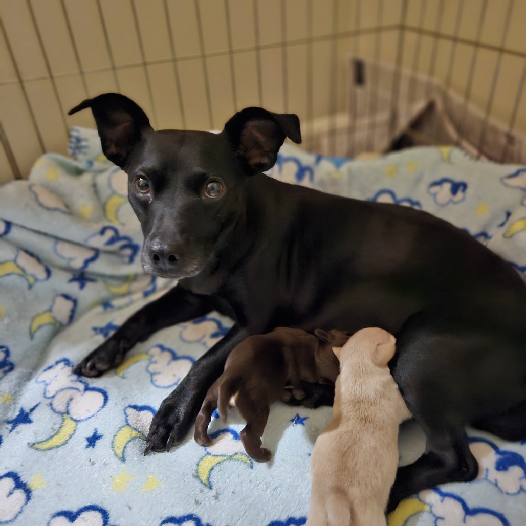 Lilibet — thumbnail 4