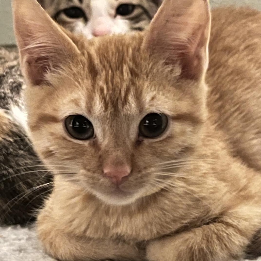 CHEDDAR