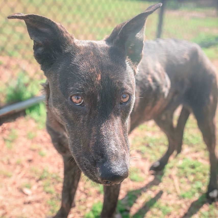 Aphrodite — thumbnail 2