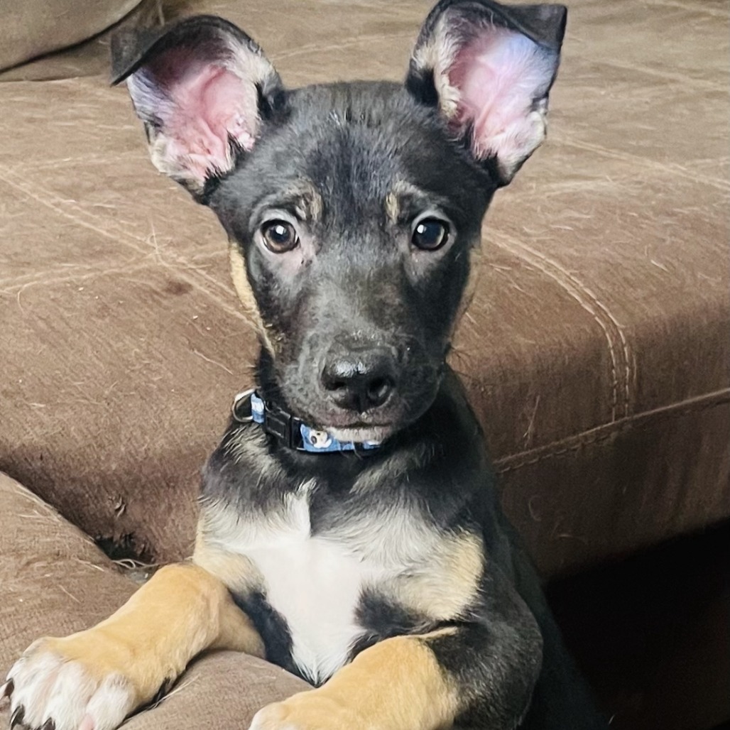 Vance, a 3 months Male Shepherd, German/Mixed Breed (Medium) available for adoption through Lost & Found