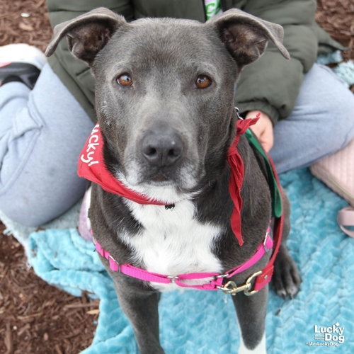 HUFFLEPUFF - Retriever, Labrador / Terrier available for adoption