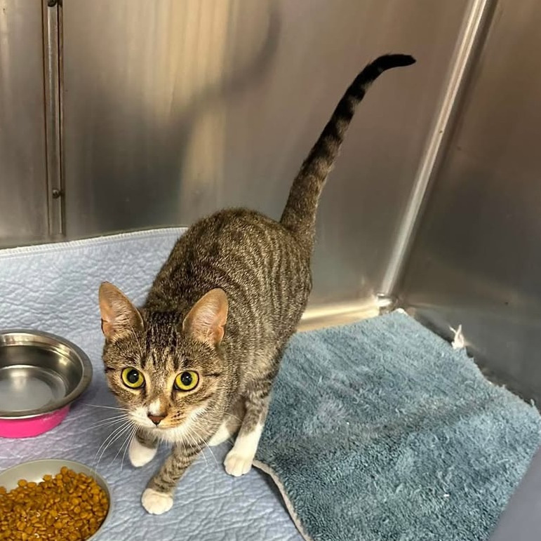 ICELAND-AT PETSMART MADISON EAST - Domestic Shorthair available for adoption