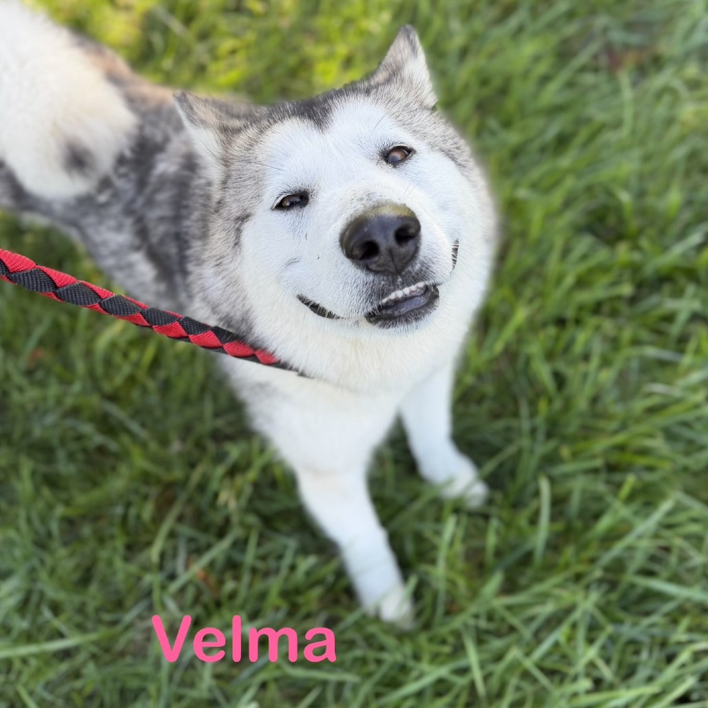 Velma