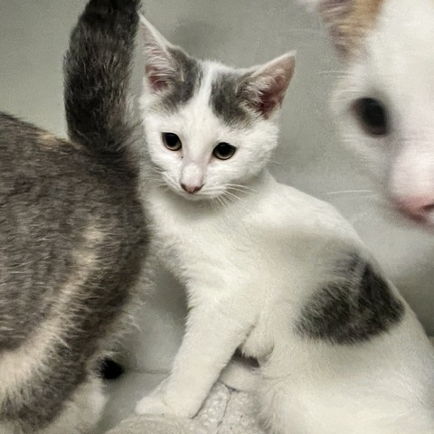 PONYTAIL - Domestic Shorthair available for adoption