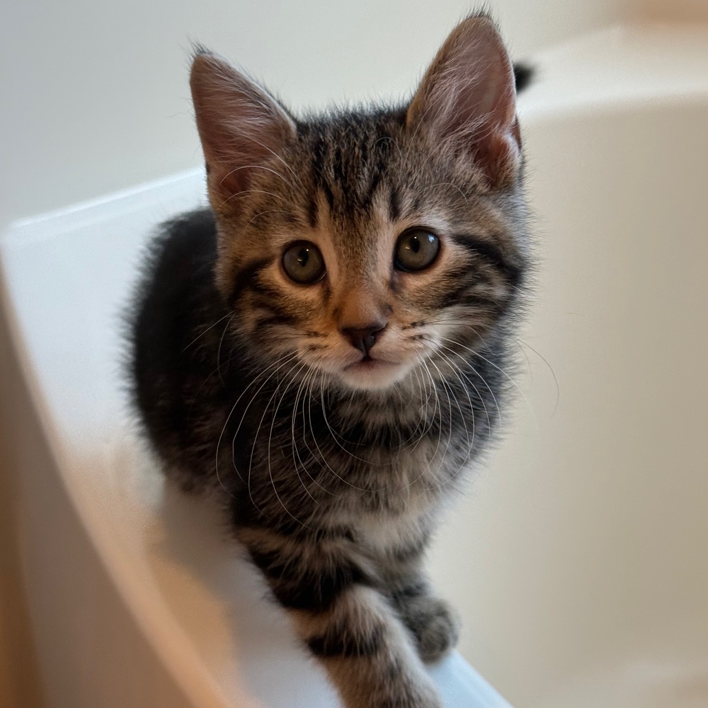Photo of Fraise