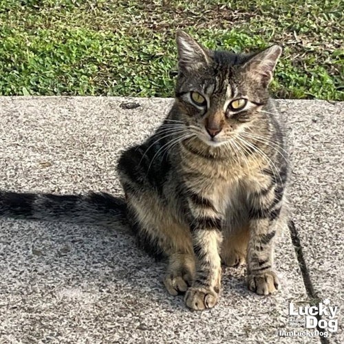 RILEE - Domestic Shorthair available for adoption