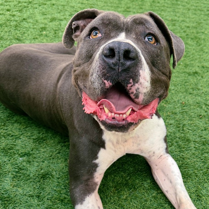 Pit Bull