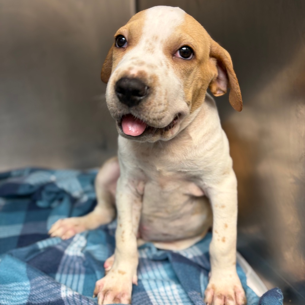 Photo of Flan, a dog adopted from Gulf Coast Humane Society