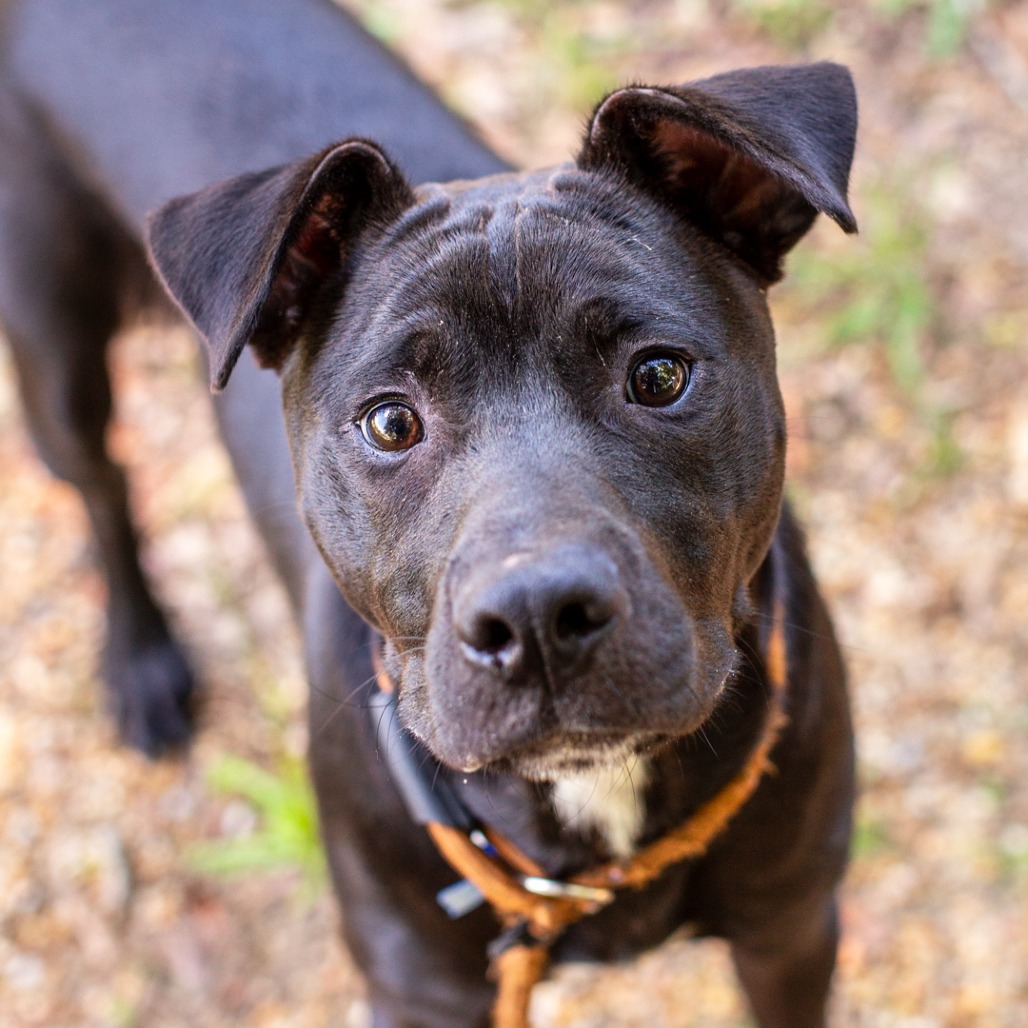 BUBBLE BATH - Terrier, American Staffordshire / Boxer available for adoption