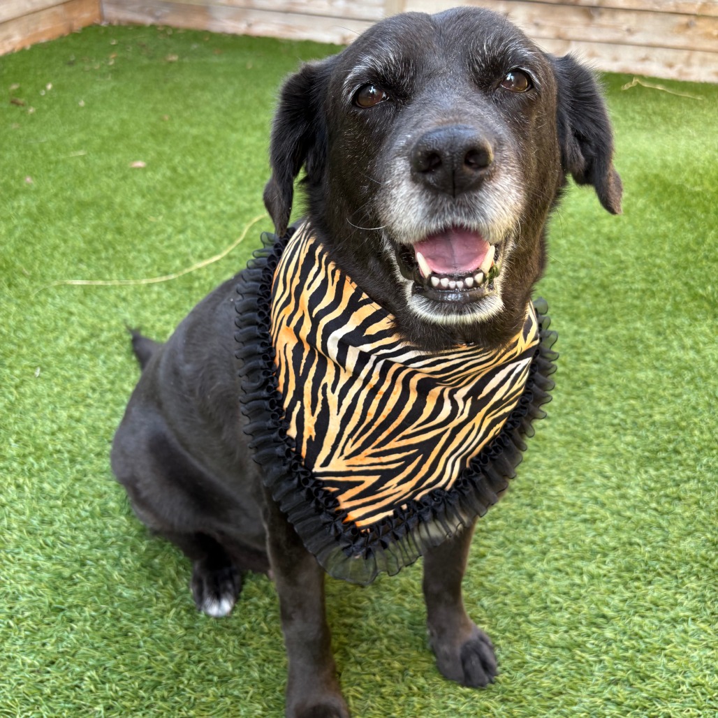 VIOLET - Retriever / Black Labrador for adoption in San Antonio