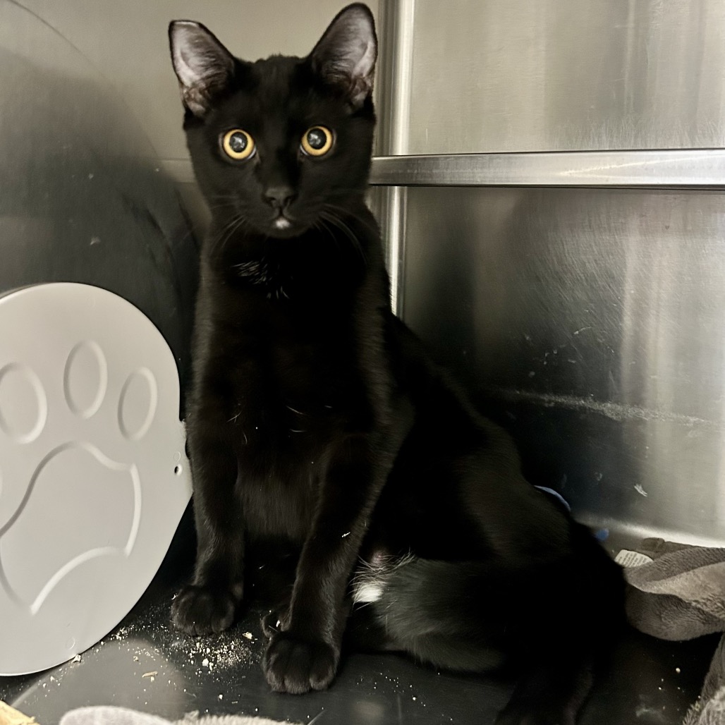 CAPTAIN HOOK - Domestic Shorthair available for adoption