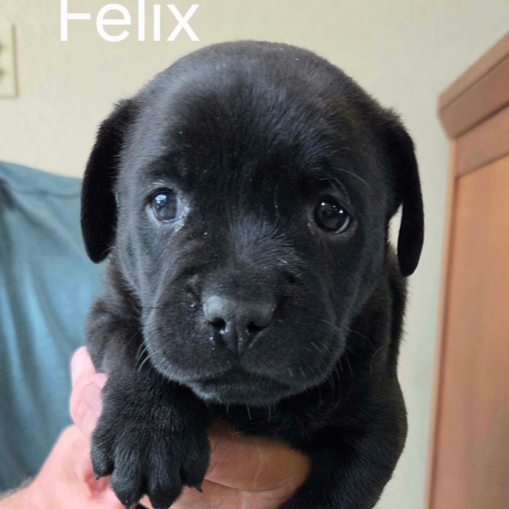 Felix