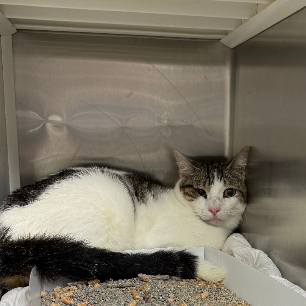 BEANIE - Domestic Shorthair available for adoption