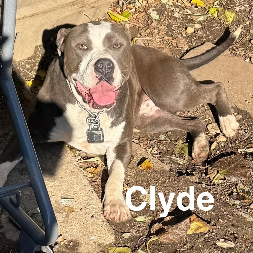 Clyde — thumbnail 2