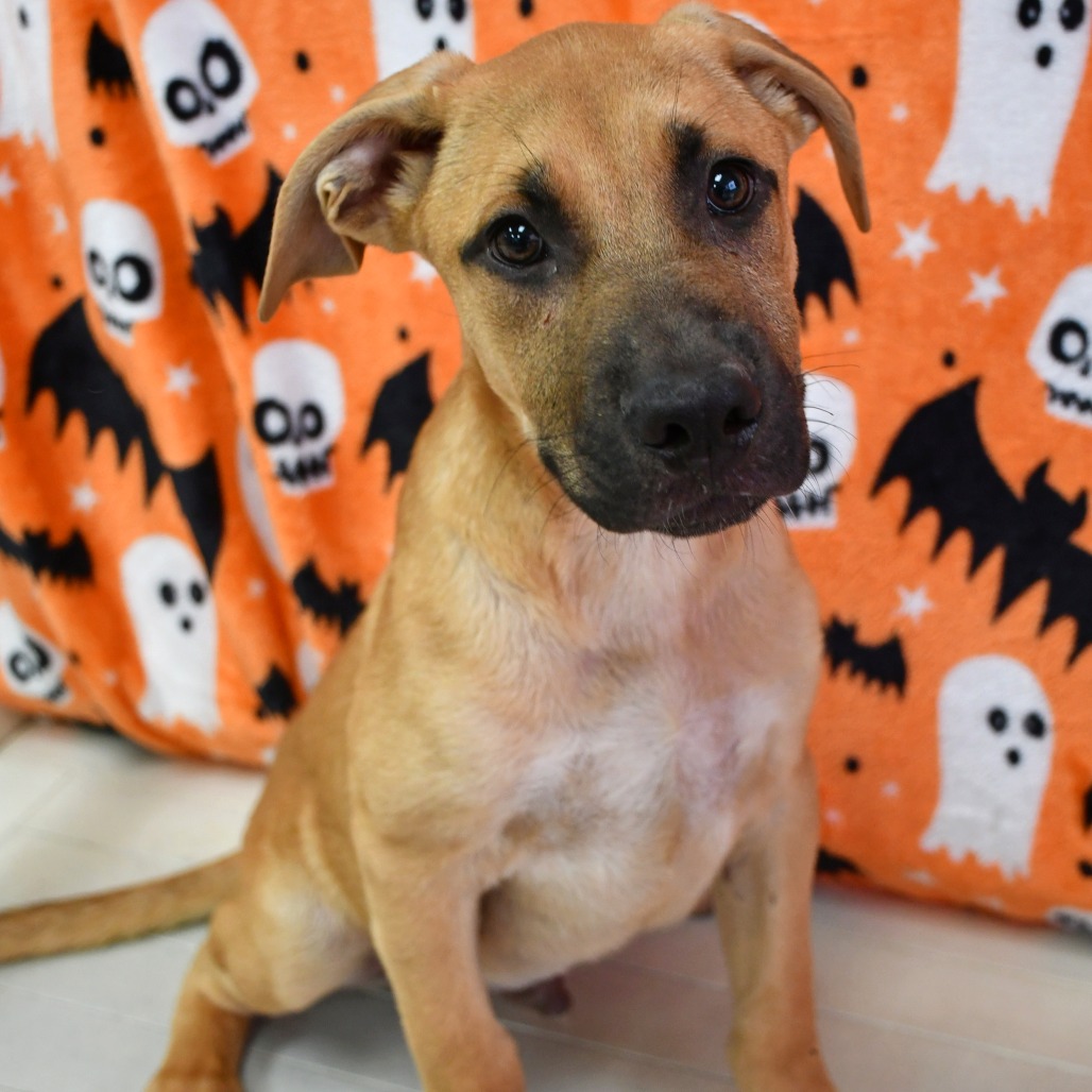 CANDY CORN - Retriever / Black Labrador available for adoption