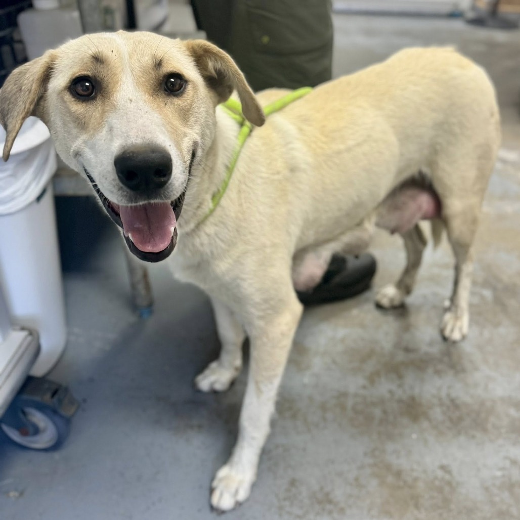 LEMON - Retriever / Yellow Labrador available for adoption