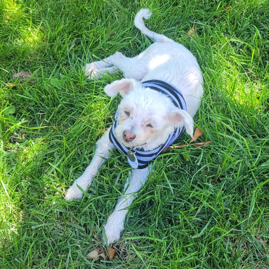Chalupa, photo 13