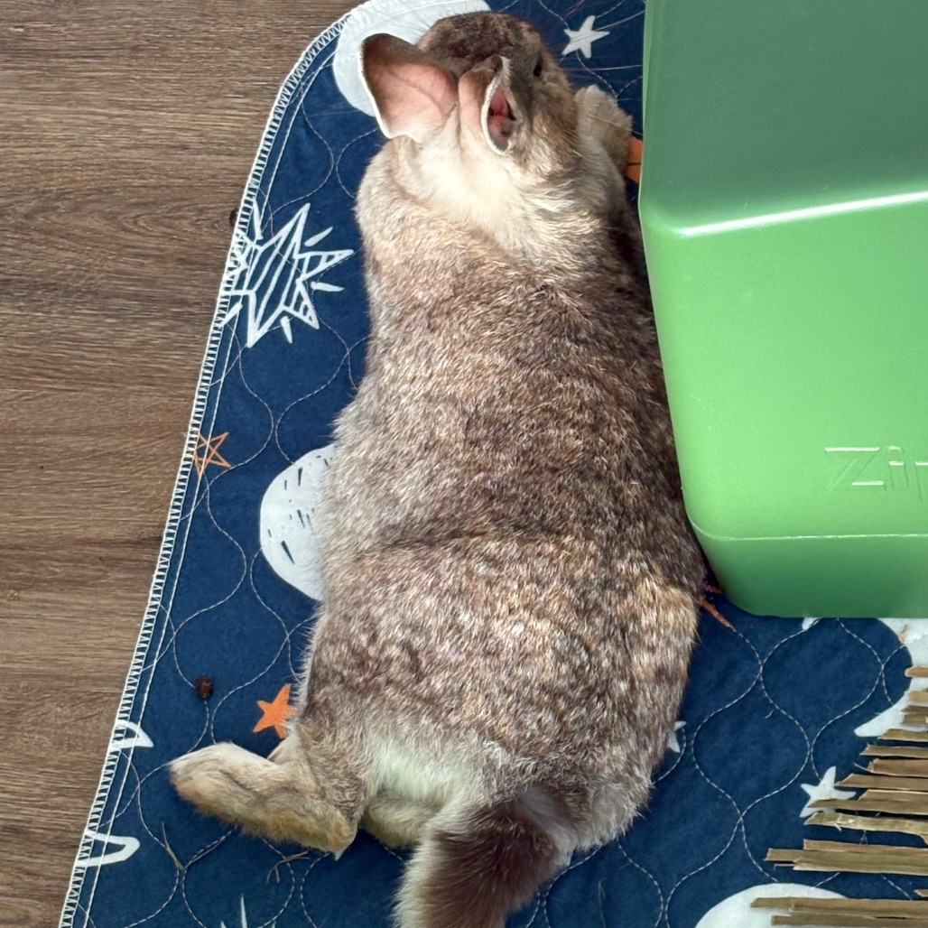 Acorn, photo 2