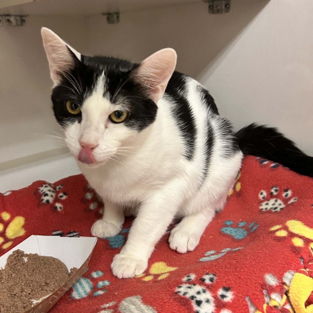 Cookie - Domestic Shorthair