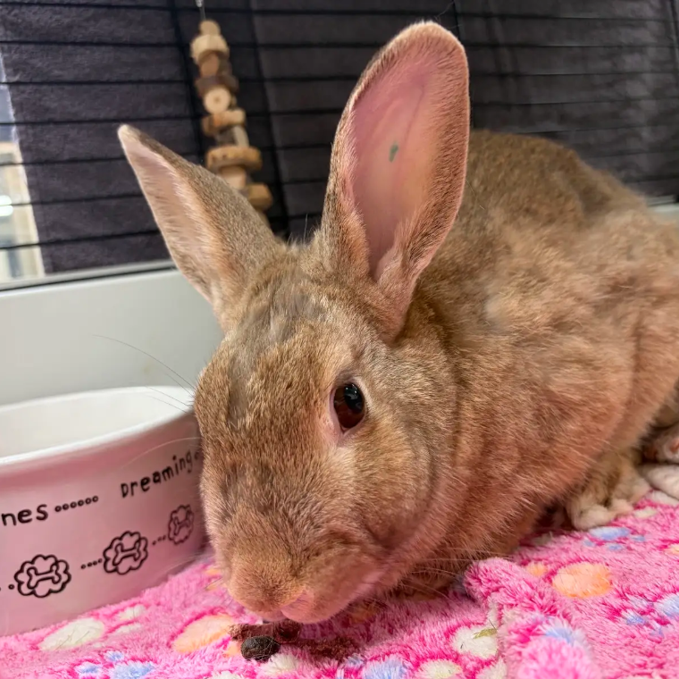 ANUA - American Sable available for adoption